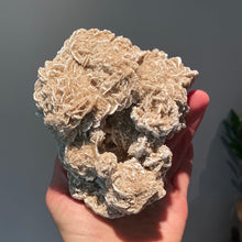 Load image into Gallery viewer, Desert Rose Selenite Cluster

